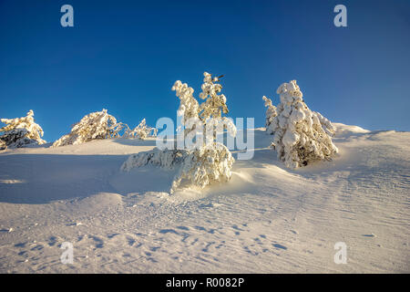 Schöne Gefrorene Bäume mit viel Schnee auf dem Berg Hügel bedeckt Stockfoto