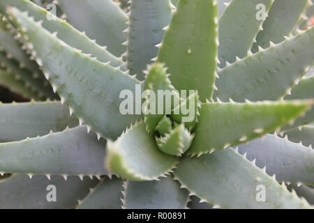 Standard- und allgegenwrtigen wunderschn und makellos Aloe Vera Pflanze  kultiviert Zierpflanzen Kakteen und Sukkulenten wste Pflanzen in einer  trockenen Umgebung, erste hilfe Aloe, brennen, chinesische Aloe, Aloe,  indische Aloe, Barbados Aloe ...