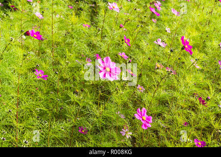 Cosmos Bipinnatus. Temple Garden Llandrindod Wells Powys Wales UK Stockfoto