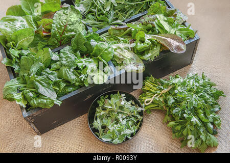 Eine Holzkiste mit vier Arten von gemischter Salat mit Oregano und Petersilie in den Vordergrund gefüllt. Stockfoto