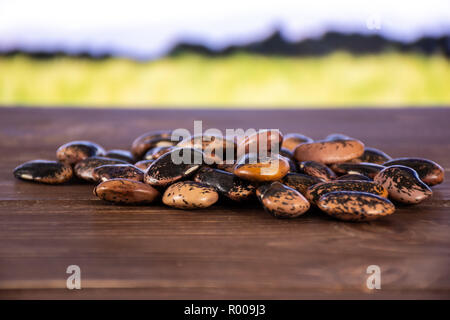 Menge ganze gesprenkelte Farbige butter Bohnen Painted Lady Scarlet runner Sorte mit grünem Weizenfeld im Hintergrund Stockfoto