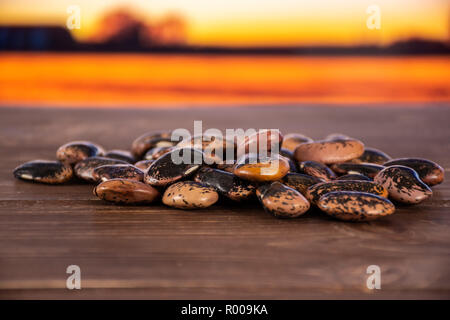 Menge ganze gesprenkelte Farbige butter Bohnen Painted Lady Scarlet runner Sorte mit Herbst Feld und den Sonnenuntergang im Hintergrund Stockfoto