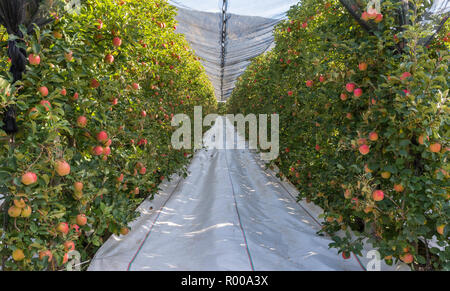 Weiß retroreflektierend Ground Cover auf dem Gras Gassen zwischen den Reihen von Braeburn Vielzahl Apfelbäume. Obstgarten von Südtirol in Norditalien Stockfoto