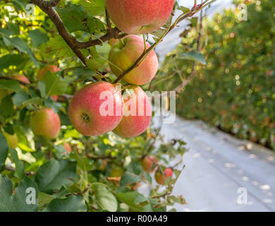 Weiß retroreflektierend Ground Cover auf dem Gras Gassen zwischen den Reihen von Braeburn Vielzahl Apfelbäume. Obstgarten von Südtirol in Norditalien Stockfoto