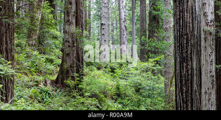 Ein küstenwald von Redwood Bäumen wächst in Nordkalifornien. Redwoods wachsen nur in einem begrenzten Bereich aufgrund der genauen Temperatur und Feuchtigkeit. Stockfoto