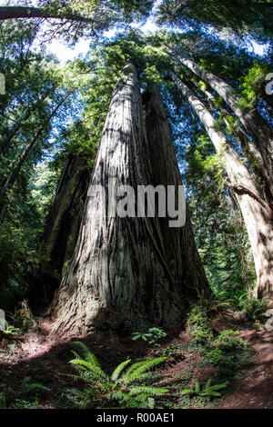 Ein küstenwald von Redwood Bäumen wächst in Nordkalifornien. Redwoods wachsen nur in einem begrenzten Bereich aufgrund der genauen Temperatur und Feuchtigkeit. Stockfoto