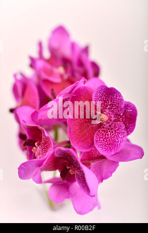 Blumen. Lila und rosa Vanda orchid *** Local Caption *** Stockfoto