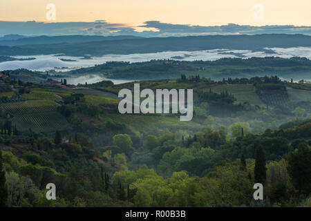 Landschaft mit einem morgendlichen Nebel und Weinberge in der Nähe der Stadt San Gimignano, Toskana Stockfoto