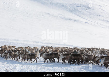 Mehrere Rentiere im Winter, Yamal, Russland Stockfoto