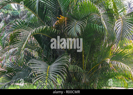 Palm Tree. Die Zweige eines tropischen Pflanze close-up in einem modernen minimal Tönung. Stockfoto