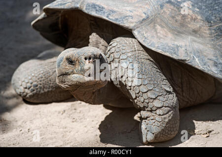 Galapagos Riesenschildkröte (Chelonoidis nigra ssp), Isabela Island, Galapagos, Ecuador Stockfoto