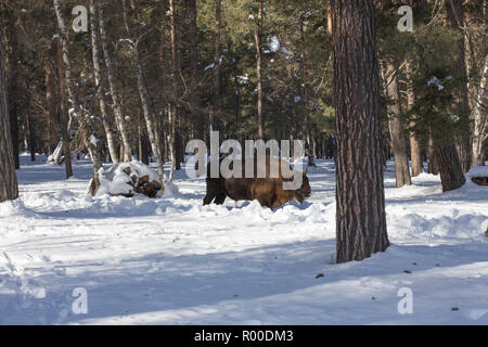 Wisente im Winter Forest, buffalo Bisons in die natürlichen Bedingungen in den Bergwald. Die verlassenen Kennel-Kaukasischen bull Bison in Stockfoto