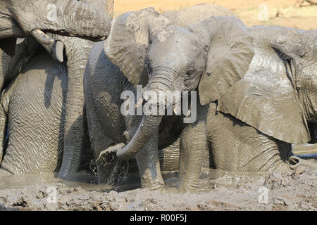 Afrikanischer Elefant Loxodonta africana Kalb Suhlen in Schlammbad mit Herde in Sable dam Kruger National Park Südafrika Stockfoto