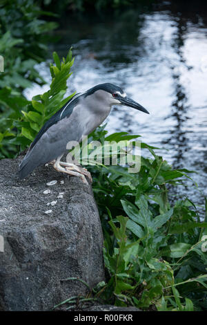 Gestreift Heron nach geduldig Pirschen kleine Fische, Frösche und aquatischen Insekten von seinen felsigen Barsch am Ufer des Sees Stockfoto