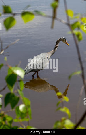 Great Blue Heron geduldig in Ruhe, Lost Lagoon, Vancouver. Auge konzentriert sich auf See. Laub und Zweige bilden ovale Rahmen um Vogel Stockfoto