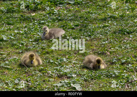 Ein Trio junger, flauschige Gänschen sitzen auf dem unkultivierten Boden um Vancouver's Lost Lagoon. Stockfoto