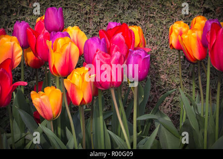 Sammlung von bunte Tulpen vor einem Bemoosten Hintergrund wächst. Lebendige Blütenblätter Rot, Gelb, Lila und Rosa Kontrast grün Stockfoto