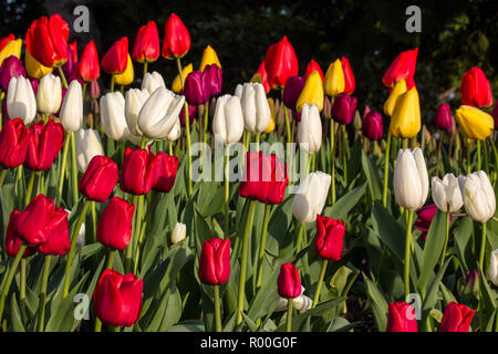 In den Vordergrund, eine Pflanzung von leuchtend rote Tulpen wächst in einem Garten mit weiß, rot, gelb und lila Tulpen in der Ferne Stockfoto
