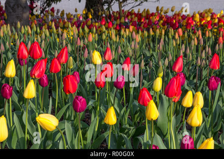 Lebendige Scarlet und lila Tulpen wachsen unter Gelbe Tulpen mit verschiedenen tulip Knospen und Farben im Hintergrund Stockfoto