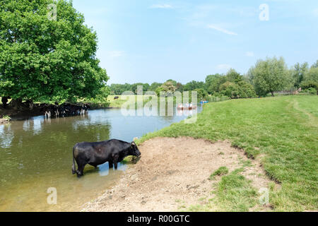 Kühe Abkühlung der Fluss Stour in der Nähe von Flatford Mill, East Bergholt, Suffolk, England, Großbritannien Stockfoto