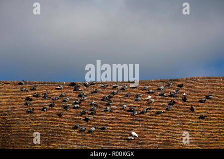 Rock Tauben, oder gemeinsame Tauben, lateinischer Name Columba livia, Nester auf einem alten Ziegeldach Stockfoto