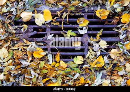 Blätter im Herbst in einem Abwasserkanal entwässern in Kiew Park Stockfoto
