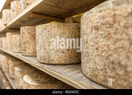 Detail Schwerpunkt der Umläufe von Käse in einem warenlage warten zu reifen Nr. 1 gestapelt Stockfoto