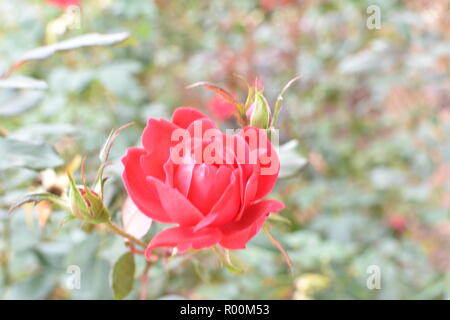 Eine rote Knockout Rose in voller Blüte, Oktober in Alabama. Stockfoto