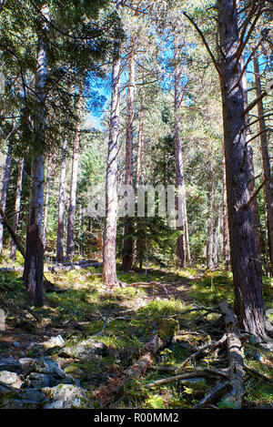 Wanderweg in einem Pinienwald. Hoch in den Bergen. In der Nähe des Dorfes Arkhyz. Stockfoto