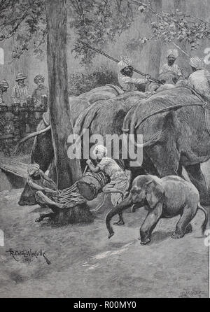 Digital verbesserte Reproduktion, Kleben von einem Gefangenen Elefanten in Indien, original Drucken aus dem Jahr 1899 Stockfoto