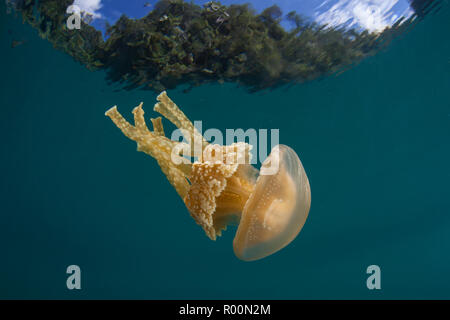 Eine goldene Qualle, mastigias Papua, driftet im flachen Wasser in Raja Ampat, Indonesien. Diese Region ist bekannt für seine spektakulären marine Artenvielfalt bekannt. Stockfoto