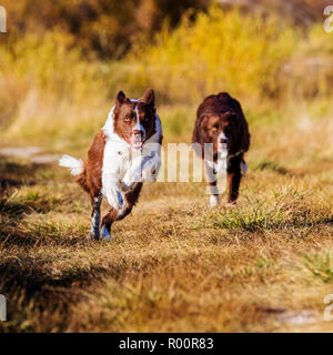 Zwei Border Collie Hunde laufen draußen in einem Park in der Nähe von Salida, Colorado, USA Stockfoto