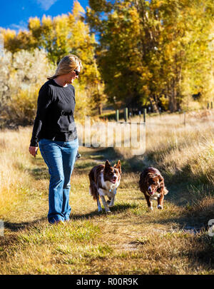 Frau zu Fuß zwei Border Collies in einem Park in der Nähe von Salida, Colorado, USA Stockfoto