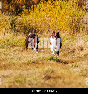 Zwei Border Collie Hunde laufen draußen in einem Park in der Nähe von Salida, Colorado, USA Stockfoto