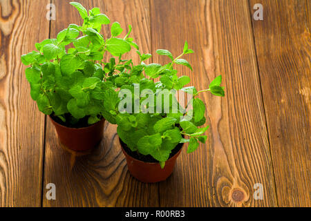 Mint Bush auf dem Tisch Stockfoto