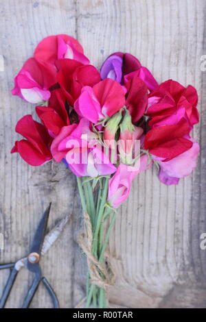 Lathyrus Odoratus. Frisch Bündel von Spencer Sweet pea Blumen auf hölzernen Tisch in einem Englischen Garten, Sommer, Großbritannien Stockfoto