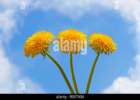 Drei Löwenzahn Blumen auf einem Hintergrund von einem blauen Himmel mit Wolken Stockfoto