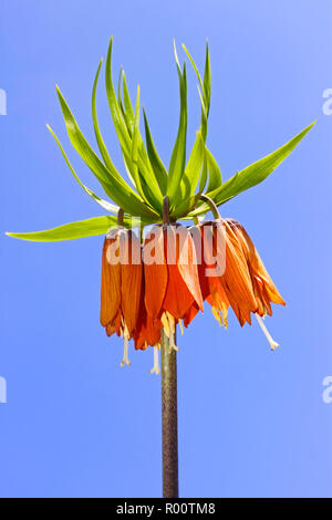 Frühling orange Blume auf dem Hintergrund des blauen Himmels. Common Name der Pflanze ist Crown Imperial Lily, lateinischer Name - Frittilaria imperialis Stockfoto