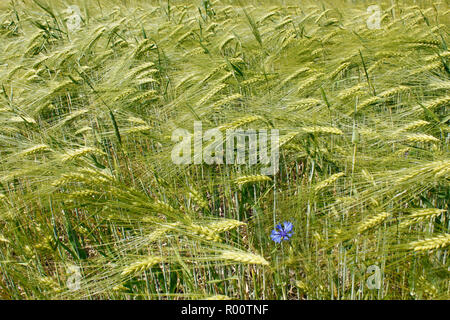 Gerste Feld während der Blütezeit. Schönen Tag Anfang Sommer Stockfoto