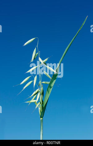 Grüne Spitze von Hafer während der Blütezeit vor dem Hintergrund eines blauen Himmels Stockfoto