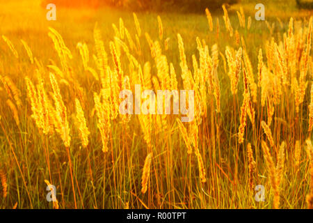 Hohe wiese gras im hellen Gegenlicht der untergehenden Sonne als Textur Stockfoto