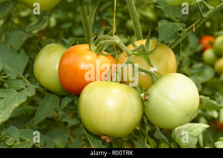 Bündel mit großen grünen und roten Tomaten Anbau im Gewächshaus Stockfoto