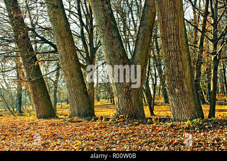 Stämme der großen alten Bäume im Park Stockfoto