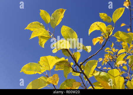 Gelben Blätter im Herbst auf Apple tree gegen den blauen Himmel Stockfoto