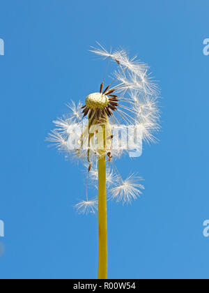 Blowball vor dem Hintergrund eines blauen Himmels Stockfoto