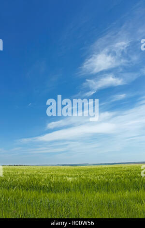 Skyscape über gerstenfeld im Frühsommer Stockfoto