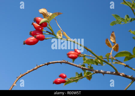 Zweig mit reife rote sweetbrier Beeren hängen auf der Bush, gegen den blauen Himmel. Anfang Herbst Stockfoto