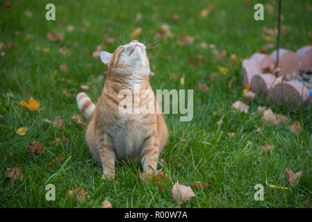 Orange Tabby Katze suchen, um sich auf die Vögel im Garten. Er ist die Jagd aus einer sitzenden Position auf dem grünen Rasen. Blätter fallen auf den Boden Stockfoto