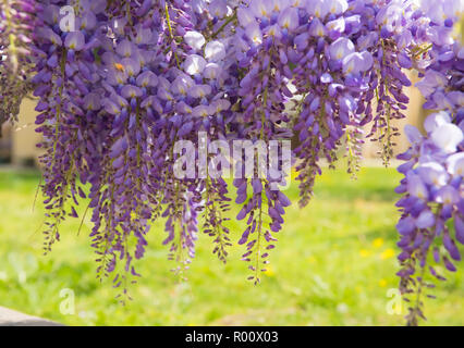 Schönen lila Wisteria Blumen blühen im Frühling Garten Stockfoto