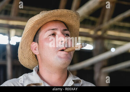 Ein Tabak Landwirt raucht eine frisch gerollte kubanische Zigarre in einer Scheune in Viñales, Kuba. Stockfoto